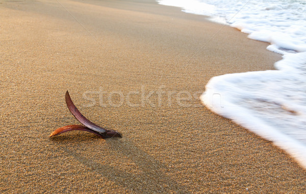 Rubber seed on the beach Stock photo © stoonn