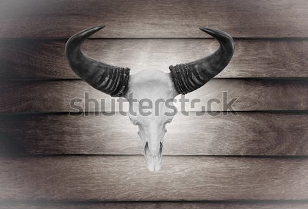 Skull cow hung on wall Stock photo © stoonn