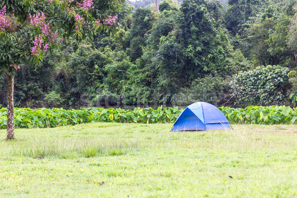 Blue tourist tents in forest Stock photo © stoonn