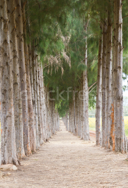 Stock photo: Pathway to Tunnel of Pine Trees 