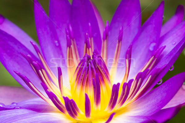 Viola acqua fioritura primavera Foto d'archivio © stoonn