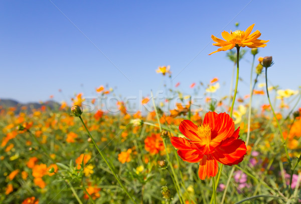 Turuncu çiçekler aile bahar çim Stok fotoğraf © stoonn