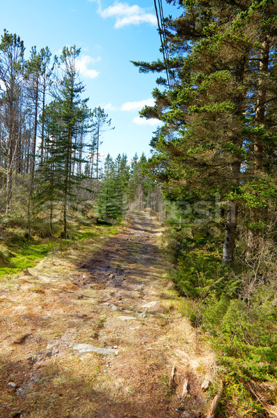 Plin de noroi rutier imagine afara pădure copac Imagine de stoc © Stootsy