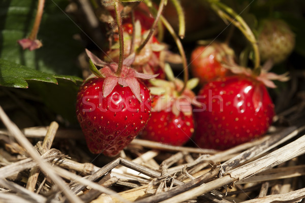 Bunch of ripe strawberries hanging on the plant Stock photo © stryjek