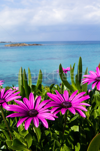 Paars strand bloem boom wolken Stockfoto © stryjek