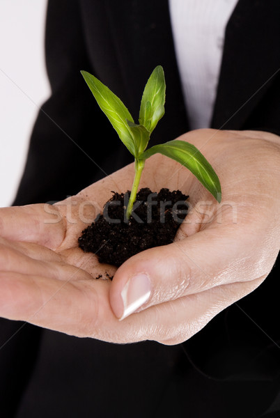 Hand plant groeiend zakenvrouw witte business Stockfoto © stryjek