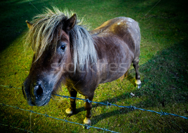 Stock photo: Inquisitve horse in the evening