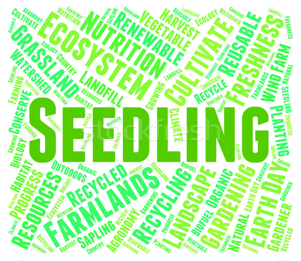 Seedling Word Indicates Young Tree And Botany Stock photo © stuartmiles