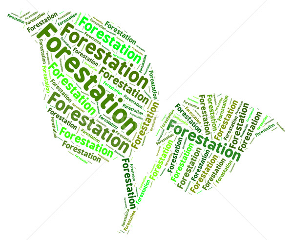 Forestation Word Means Forested Copse And Words Stock photo © stuartmiles