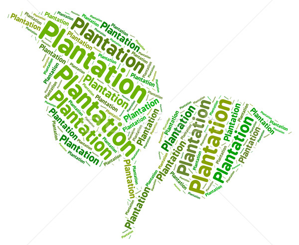 Plantation Word Indicates Agricultural Estate And Ranches Stock photo © stuartmiles