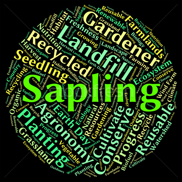 Sapling Word Means Tree Trunk And Cultivate Stock photo © stuartmiles