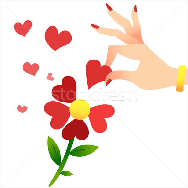 Guessing on the petals. A womans hand lifts the heart petals Stock photo © studiostoks