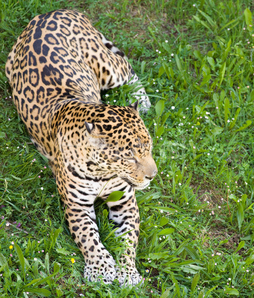 Panthère Leopard image marche herbe peau Photo stock © Studiotrebuchet