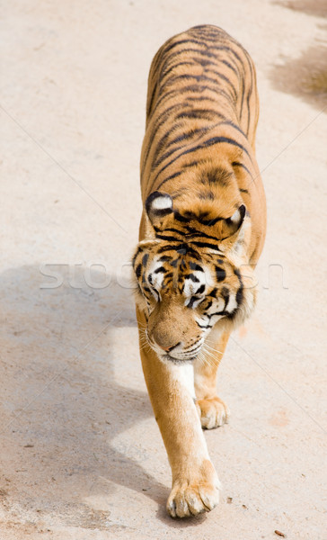 Stock photo: wildlife tiger
