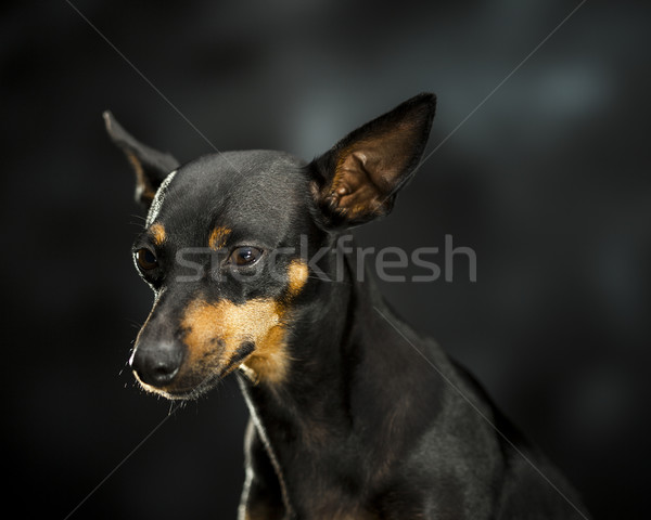 ペット ドーベルマン犬 思考 暗い 背景 ストックフォト © Studiotrebuchet