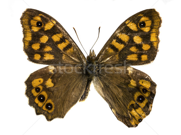 Echt kleurrijk vlinder geïsoleerd witte schoonheid Stockfoto © Studiotrebuchet