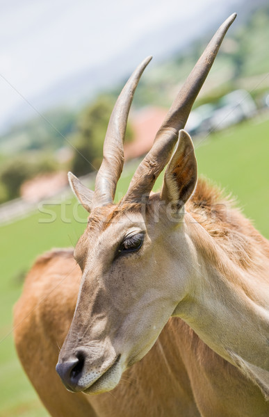 antelope in a zoo Stock photo © Studiotrebuchet