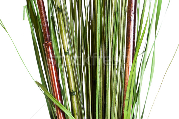 green grass Stock photo © Studiotrebuchet