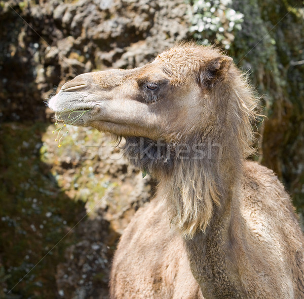 Hayvan deve kafa komik kare kahverengi Stok fotoğraf © Studiotrebuchet