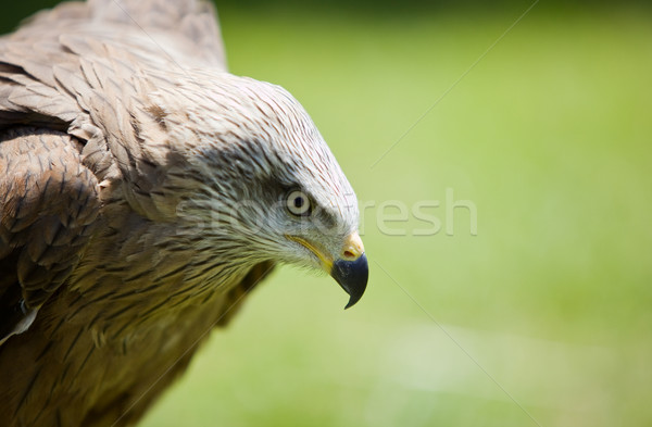 Vogel Beute Bild natürlichen Augen Adler Stock foto © Studiotrebuchet