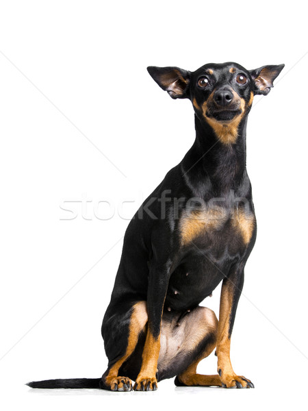 Weinig huisdier hond groot oren witte Stockfoto © Studiotrebuchet