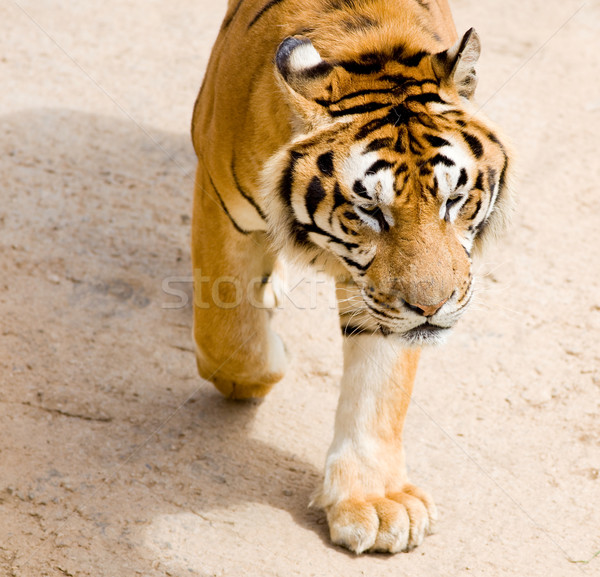 Vadvilág tigris kép macskaféle természet állat Stock fotó © Studiotrebuchet