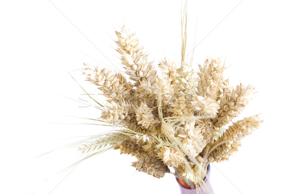 wheat Stock photo © Studiotrebuchet