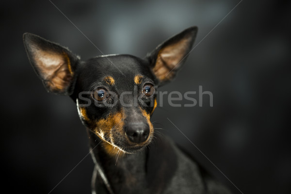 ペット ドーベルマン犬 思考 暗い 背景 ストックフォト © Studiotrebuchet