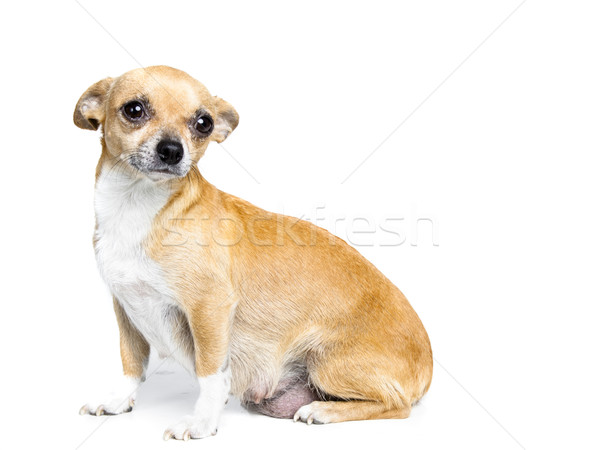 Weinig geïsoleerd witte hond zwangere honden Stockfoto © Studiotrebuchet