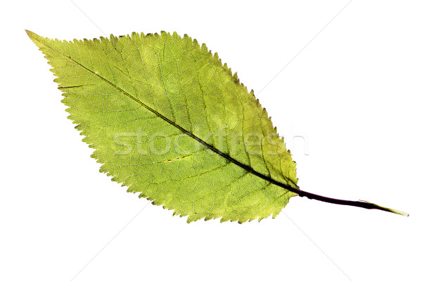Odizolowany liści zielone naturalnych biały Zdjęcia stock © Studiotrebuchet