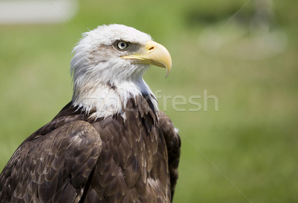 american bald eagle Stock photo © Studiotrebuchet