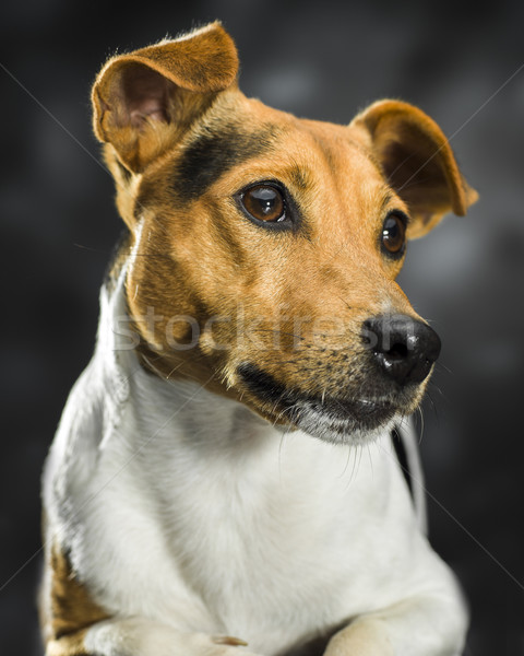 Hond weinig donkere portret vreugde zoete Stockfoto © Studiotrebuchet