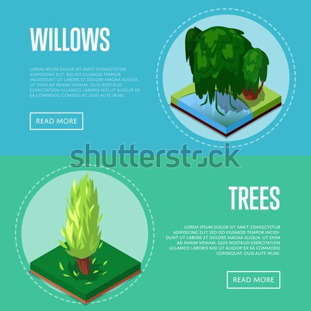 Groß Bäume dekorativ Pflanzen Plakate Stock foto © studioworkstock