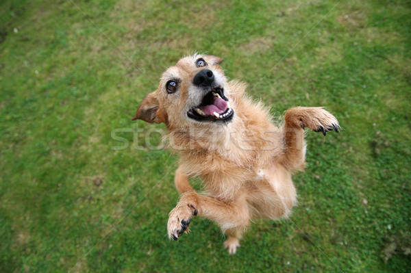 Dog standing on hind legs with big grin Stock photo © suemack