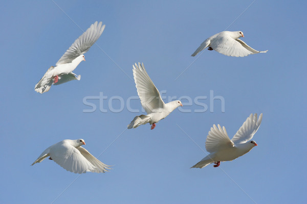 Witte duif vlucht afbeelding mooie Stockfoto © suemack