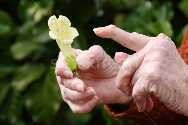 Arthritic hands pointing at flower Stock photo © suemack