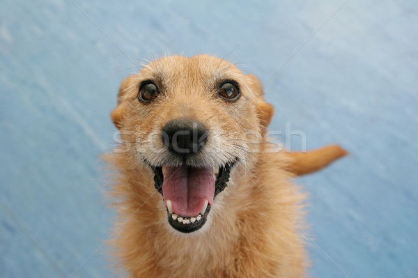 Foto stock: Cão · feliz · arreganhar · bonitinho · terrier