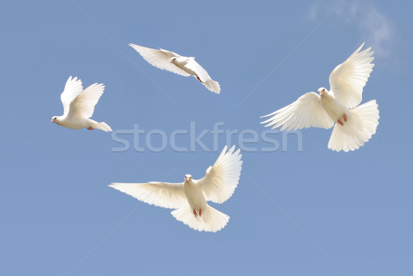 Beyaz güvercin uçuş görüntü güzel Stok fotoğraf © suemack