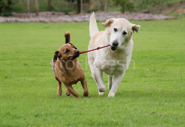 Kettő kutyák húz kötél játék labrador Stock fotó © suemack