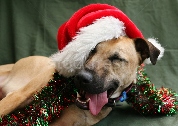 Yorgun mutlu köpek şapka aptal Stok fotoğraf © suemack