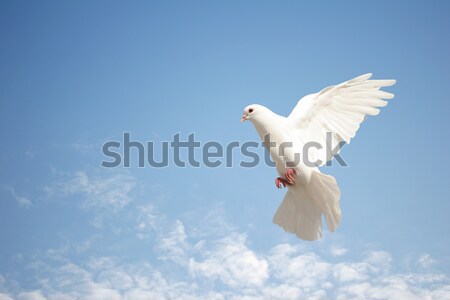 Beyaz güvercin uçuş güzel gökyüzü doğa Stok fotoğraf © suemack