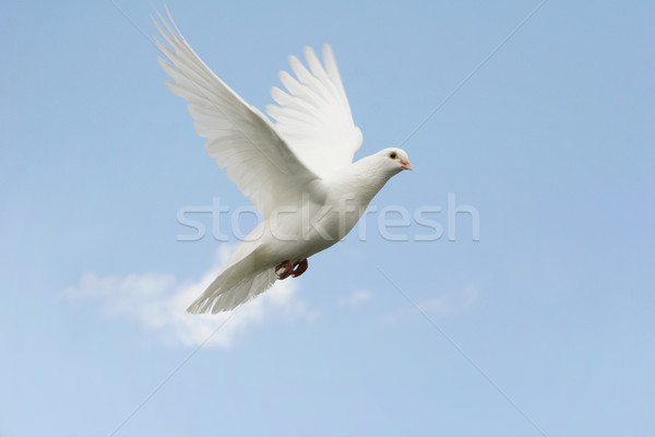 Witte duif vlucht mooie blauwe hemel natuur Stockfoto © suemack