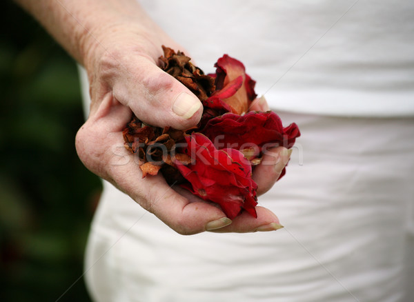 Stock photo: Arthritic hand holding rose petals