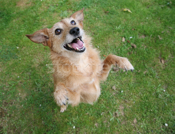 собака Постоянный ног большой ухмыляться Cute Сток-фото © suemack