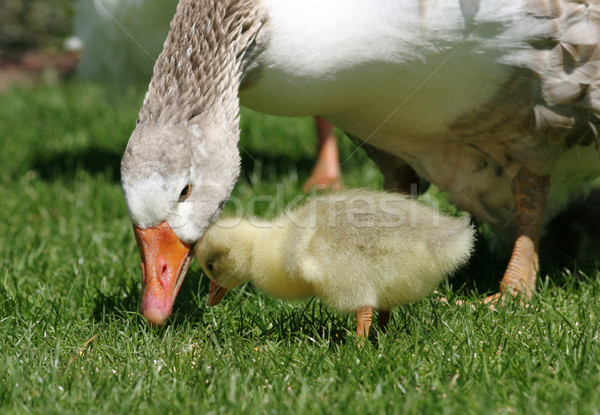 Gans Mutter Baby Vogel Stock foto © suemack