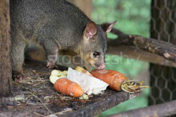 Pet gabbia verdure fresche pen verdura Foto d'archivio © suemack