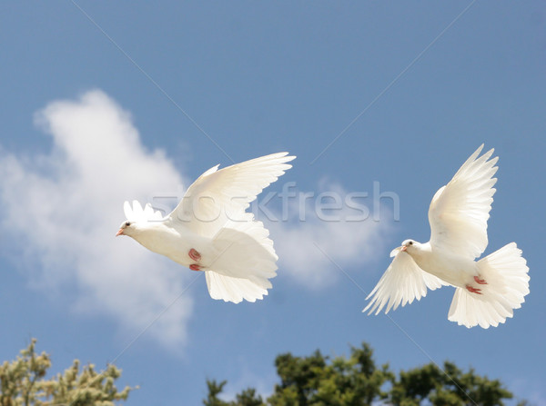 Fehér galambfélék repülés kettő gyönyörű repülés Stock fotó © suemack