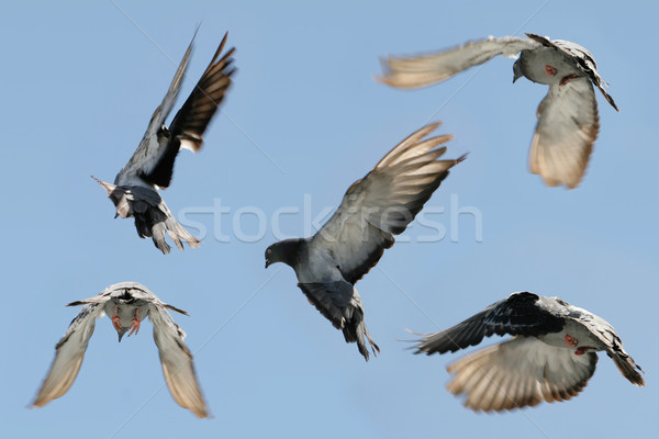 鴿子 飛行 圖像 美麗 灰色 商業照片 © suemack