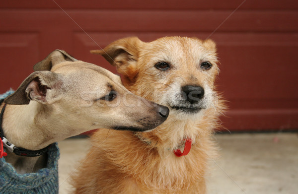 Pup and old dog Stock photo © suemack