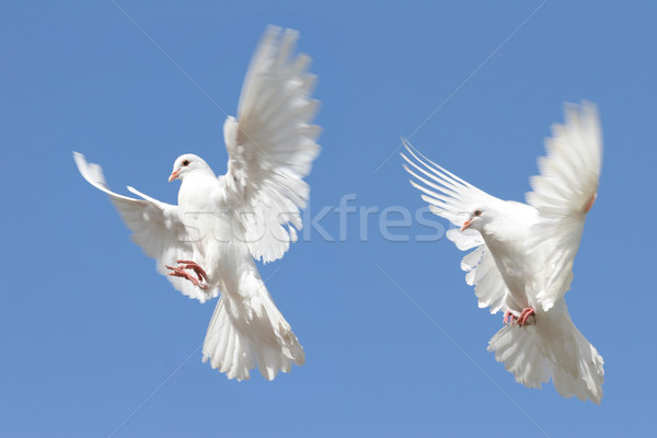 白 鳩 飛行 画像 ストックフォト © suemack